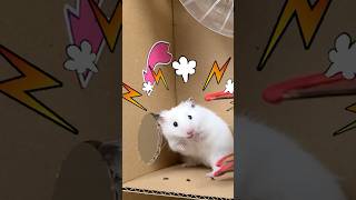 Hamster Escape Amazing Maze Level 6066 shortsviral hamsters [upl. by Benjamen]