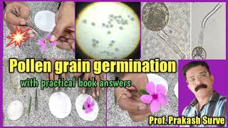 Pollen grain germination on slide  live demonstration  By Prof Prakash Surve [upl. by Kuhn648]