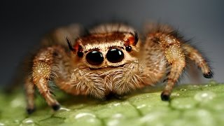 Top 10 Most Dangerous Spiders Around The World [upl. by Maziar448]