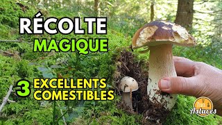 SUPER CUEILLETTE DE CHAMPIGNONS JE TE MONTRE COMMENT ET OÙ cepes nature asmr [upl. by Eceirtal125]