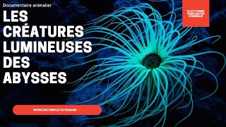 Documentaire Animalier  LES CRÉATURES LUMINEUSES DES ABYSSES  Reportage Complet [upl. by Korrie]