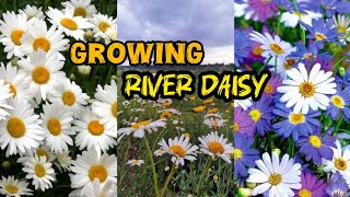 Growing River Daisy  Growing flowers time lapse  Flowers Gardening  10 million views [upl. by Elfont]