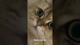 I found a Santa cat lol [upl. by Shelton]