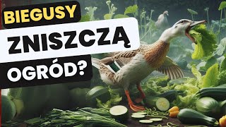 Czy kaczki biegusy zjedzą zniszczą uprawy [upl. by Kafka]