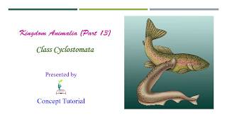 Cyclostoma  Animal Kingdom Part 13  Biology Class 11NEET [upl. by Lerat]