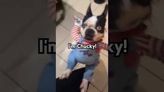 Boston terrier gets vicious shortsviral [upl. by Ahsenaj]