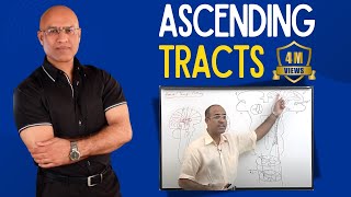 Spinothalamic Tract  Ascending Tracts  Spinocerebellar Tract  Neuroanatomy [upl. by Early557]