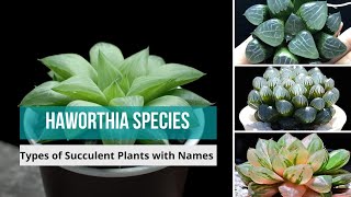 Haworthia Species  haworthia types of haworthia Succulent Plants with Names  haworthias [upl. by Niad]