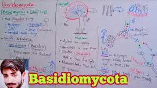 Basidiomycota  Basidiomycetes  Club Fungi  Biology 11th  Chapter 8 Fungi [upl. by Tasia]