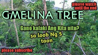 GMELINA PLANTING gmelina tree business every 5 years you can harvest and make money [upl. by Saidee]