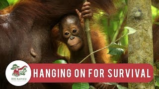 Orangutans are Hanging on for Survival [upl. by Aicemed]