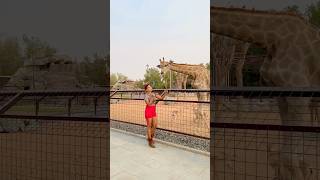 Dubai ka ghoda kitana bada haiko zoo dubailife dubaizoo lion tiger animallover animals bird [upl. by Venita]