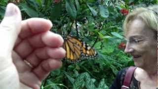 Monarch Butterfly release [upl. by Bille]