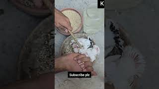 pigeon baby handfeeding কবুতরের বাচ্চাকে হ্যান্ডফিডিং করানোর নিয়ম। pigeon kobutor pigeonfeeding [upl. by Asiralc]