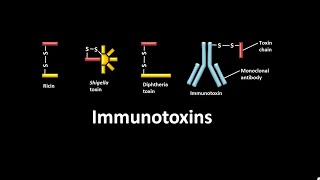 Immunotoxins  diphtheria toxin  ricin  Shigella toxin [upl. by Ydwor]