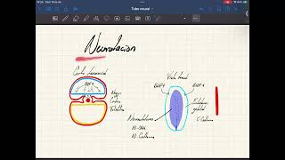 Neurulación regiones del tubo neural y tallo cerebral [upl. by Huei138]