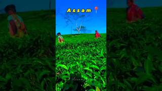 Asam sa bagisa baganiya short videos new song [upl. by Aicineohp]