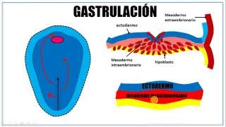 Tercera semana de desarrollo embrionario [upl. by Terpstra]