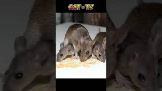 CAT TV  Mouse Sounds for Cats Shorts CatTV MouseSounds [upl. by Haile]