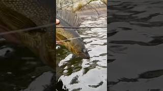 Mikey with a beauty walleye walleyefishing walleye fishing catchandrelease fish [upl. by Naujal]