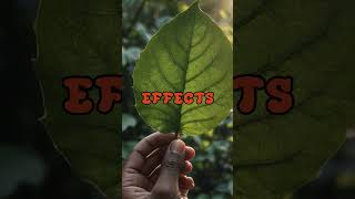 Discover significance of Betel nut 07funfact facts psychoactive social shortvideo [upl. by Nelaf]