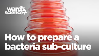 How to Prepare a Bacteria SubCulture [upl. by Kern715]