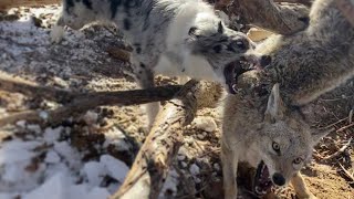 Dog Attacking wounded coyote warning graphic [upl. by Pennebaker]