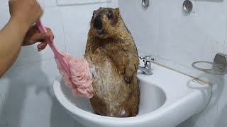 marmot gets to experience the cotton palm tree when taking a bath [upl. by Lewie468]