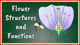 Flower Structures and Functions  Insect Pollinated Flowers [upl. by Rihana]