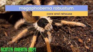 Megaphobema robustum and setup [upl. by Mecke]