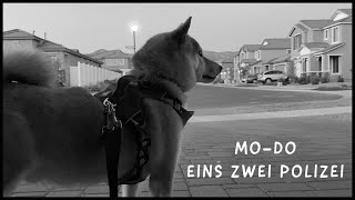 Shiba Inu Music Video  Eins Zwei Polizei [upl. by Ahsiener223]