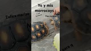 morrocoys [upl. by Julieta210]