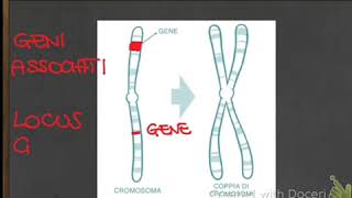 Dalle leggi di Mendel al DNA 🧬  La teoria cromosomica dell’ereditarietà [upl. by Miche674]