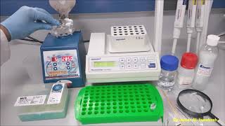 DNA extraction from Sandfly Phenol chloroform method Part 1 [upl. by Engis]