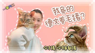 長相像猴？個性像狗？食量像豬？ 的貓？  德文卷毛貓 [upl. by Etsirk]