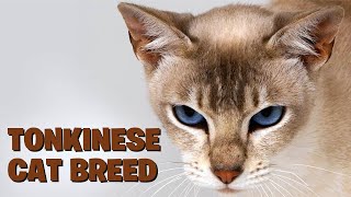 Unveiling the Tonkinese Cat Breed A Comprehensive Guide [upl. by Anagnos]