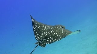 Diving in El QuadimBay MövenpickResort El Quseir Pt 2 [upl. by Benito]