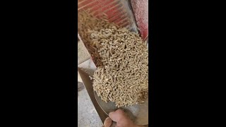 Maximize Feed Production with a HighPressure Feed Pellet Machine featuring Inclined Rollers [upl. by Iznik]