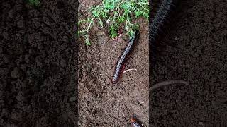 What causes millipedes to come around arthropods millipede scary shorts [upl. by Znerol]