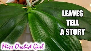 How to know whats wrong with a Phalaenopsis Orchid from its leaves [upl. by Godfree]