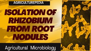 Agricultural Microbiology practical Isolation of Rhizobium from legume roots [upl. by Daveen]