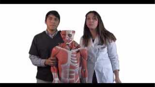 Video Introductorio Anatomía Funcional [upl. by Wilburt]