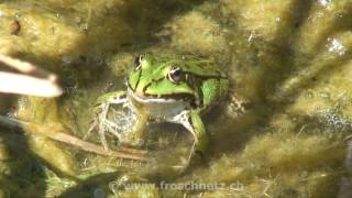 Wasserfrosch frisst Regenwurm [upl. by Aroved]