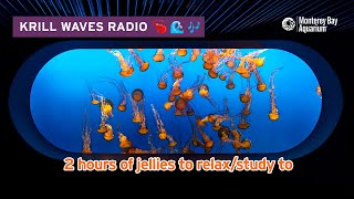 2 Hours Of Jellyfish To StudyRelaxWork To  Lofi Hip Hop  Monterey Bay Aquarium Krill Waves Radio [upl. by Mirabelle369]