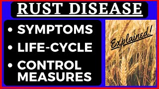 Symptoms of Rust Disease  Life Cycle of Rust Fungi  Puccinia graminis  Control Measures  Botany [upl. by Warfeld]