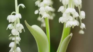 Convallaria majalis [upl. by Powers]