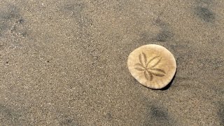 Baja Clam Chowder on the Mojoe Griddle [upl. by Siberson505]