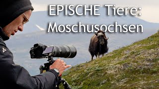 Moschusochsen in Norwegen 🎥 Fotografieren und Filmen  Doku [upl. by Sidwohl]