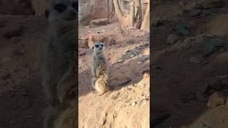 The meerkat or suricate is a small mongoose found in southern Africa RabatzooMa [upl. by Avilo]