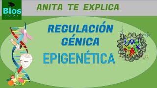 Regulación génica Epigenética [upl. by Nylarac]